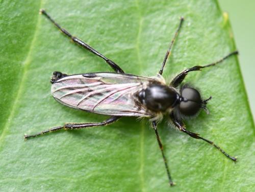 Réf. 321 064 : Bibio reticulatus